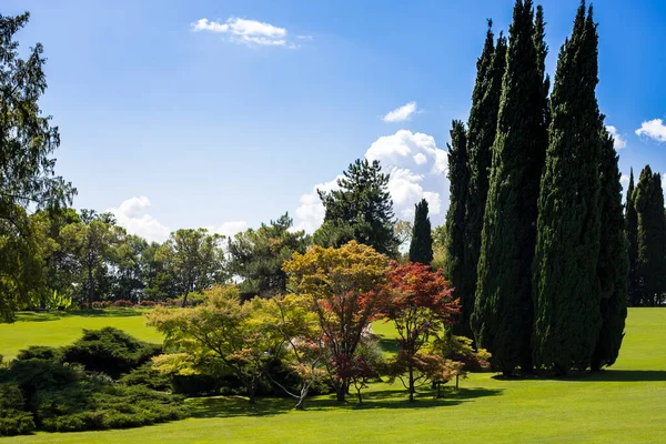 Velký Trávník Letní Zelená Krajina Cypřiši Javory Sigurt Garden Park — Stock fotografie