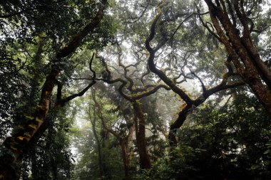 Ormanda yeşil ağaçlar, doğa bitki örtüsü ve seyahat