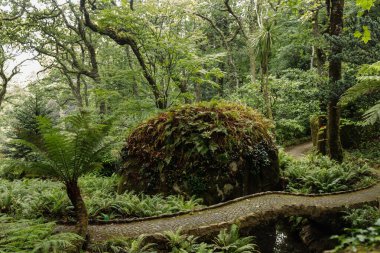 Ormanda yeşil ağaçlar, doğa bitki örtüsü ve seyahat