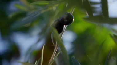 Olgun siyah zeytinler ince bir dala tutunur rüzgarda sallanan yapraklar gibi. Odaklanma değişiklikleri Karadağ 'ın kıyı koruluklarını çağrıştıran sığ derinlik ve kremalı bokeh yarattı.