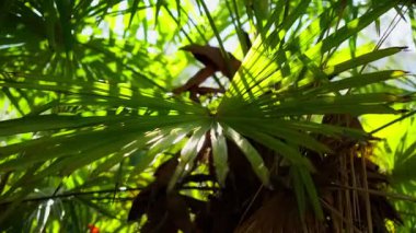Üst üste binen palmiye yaprakları Karadağ 'da petiole ve yayılan broşürleri gösteriyor. Hafif esinti ya da yavaş kamera hareketi değişen ışığı ve sıcak gölgeleri ortaya çıkarır.