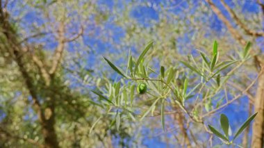 Karadağ 'da olgunlaşmamış meyve ve yaprak gölgeli zeytin dalı