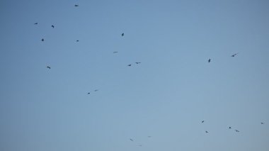 Deniz kuşları Karadağ açıklarındaki Adriyatik Denizi üzerinde sürükleniyor ve daireler çiziyor