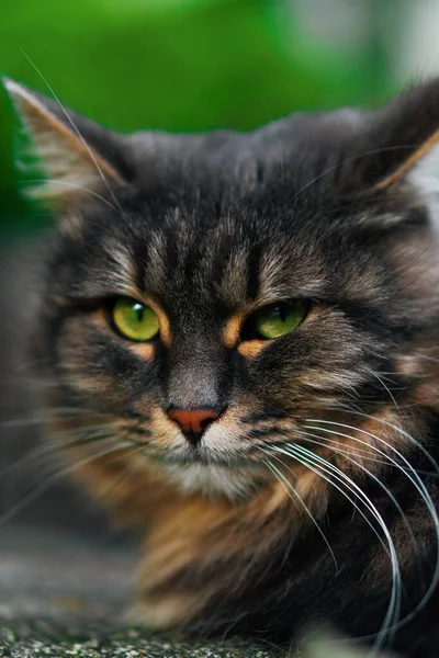 A beautiful fluffy cat with green eyes looks into the camera. Portrait shot of a street cat. — Stock Fotó