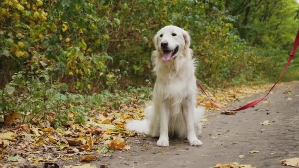 Golden Retriever pies siedzi na ziemi w parku — Wideo stockowe