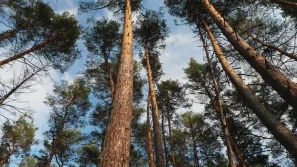 Vista inferior a las copas de los pinos en el bosque — Vídeos de Stock