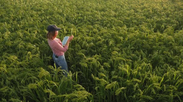 Darı tarlasında dijital tabletli kadın çiftçi — Stok video