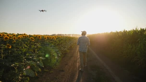 Фермер управляет беспилотником над полем подсолнухов на закате — стоковое видео