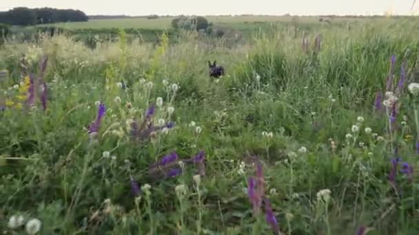 Kleine hond rent springend op een weiland in wilde bloemen — Stockvideo