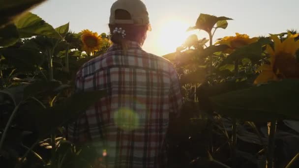 농학자가 밭에서 해바라기의 성장을 관찰하는 여성들 — 비디오