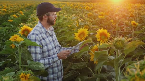 De mens werkt in een veld van zonnebloemen, maakt gebruik van een digitale tablet — Stockvideo