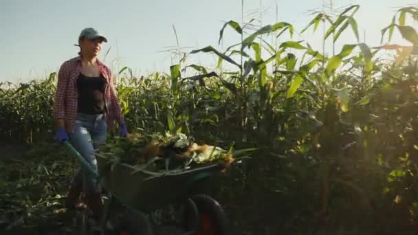 The woman rolls a wheelbarrow full of sweet corn crop — Stock Video