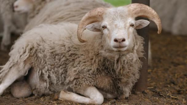 A young ram with horns with sheep is resting in a sheepfold, close-up — Stock Video