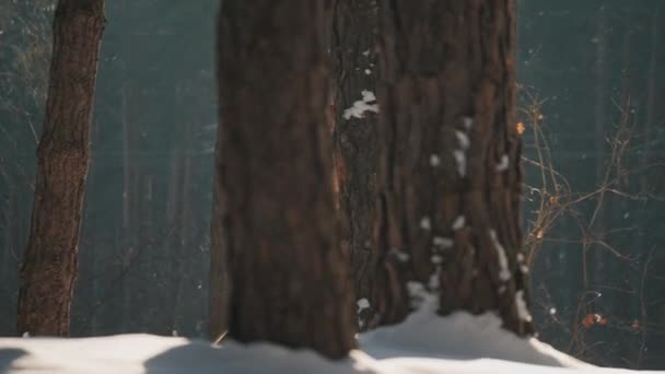 Sıcak, parlak elbiseli genç bir kadın karlı bir çam ormanında kayak yapıyor. — Stok video