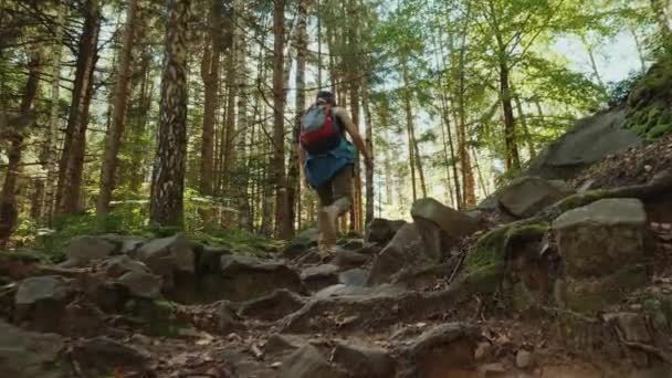 Uma mulher caminhante está caminhando por um caminho pedregoso na floresta — Vídeo de Stock