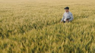 Elinde tabletle genç çiftçi olgunlaşmış buğdayı tarlada yürürken inceliyor.
