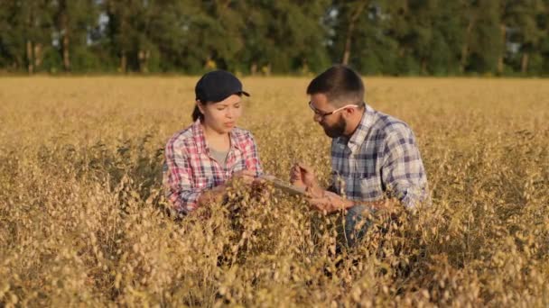 Agricultores trabalham em um campo de grão de bico, use tablet digital — Vídeo de Stock