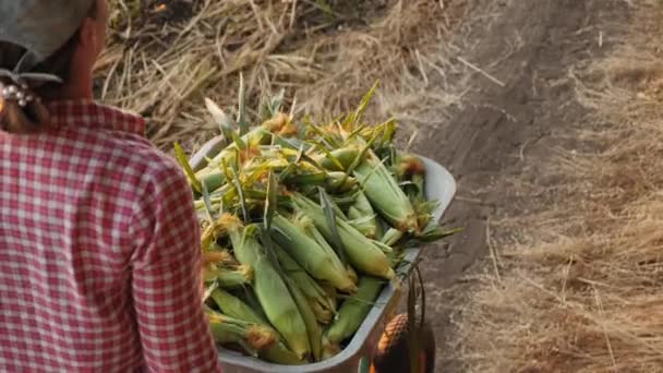 Una donna contadina rotola carriola piena di mais — Video Stock