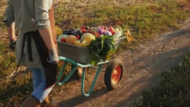 Jordbrukare rullar en skottkärra full av ekologiska grönsaker som — Stockvideo