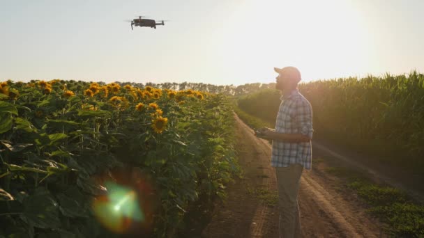 Petani mengendalikan pesawat tanpa awak di atas ladang bunga matahari saat matahari terbenam — Stok Video