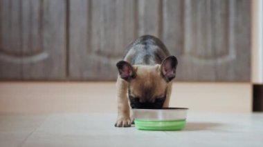 Fransız Bulldog köpeği evde bir kaseden yemek yiyor.