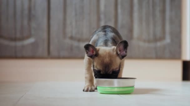 Французький щеня - бульдог їсть з миски в приміщенні. — стокове відео