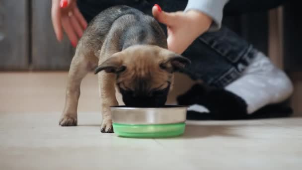 主人把小狗带到一碗食物前 — 图库视频影像