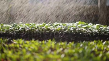 Suyla sulanan bir seradaki bitkilere yakın çekim