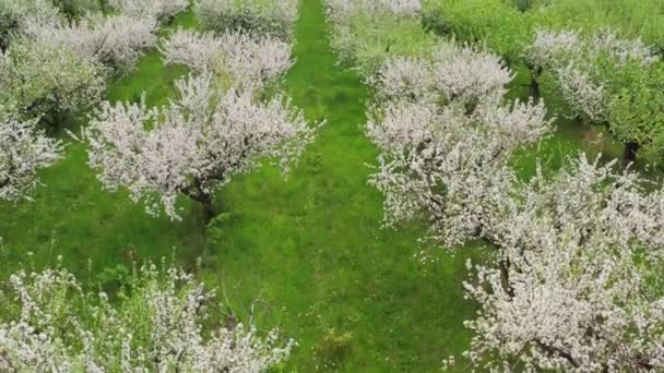 Vista aérea de los huertos de manzanas con flores — Vídeo de stock