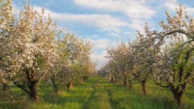 Baharda bahçede çiçek açan elma ağaçları.