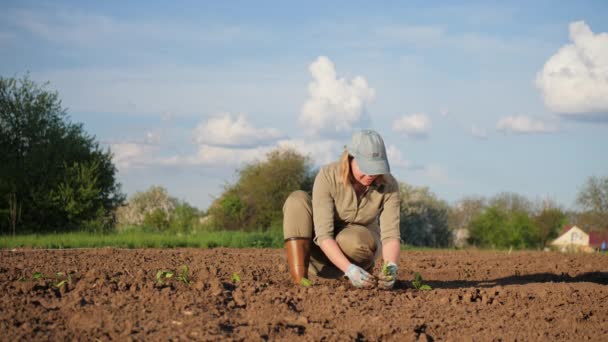 Vrouw boer planten zaailingen in groentetuin — Stockvideo