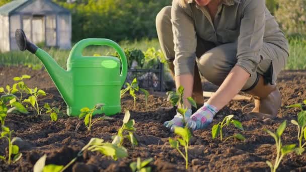 一个女人在种植园里种胡椒苗 — 图库视频影像