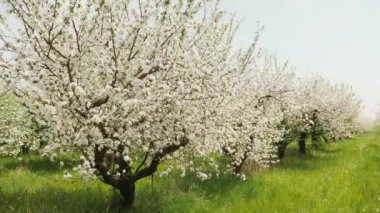 Çiftlik bahçesinde çiçek açan elma ağaçları