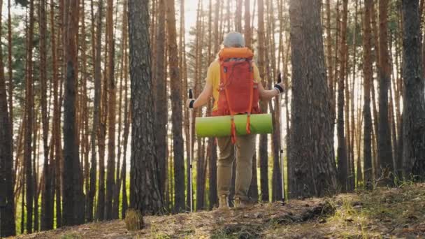 Zadní pohled ženy cestovatel s batohem a trekking tyče v lese — Stock video