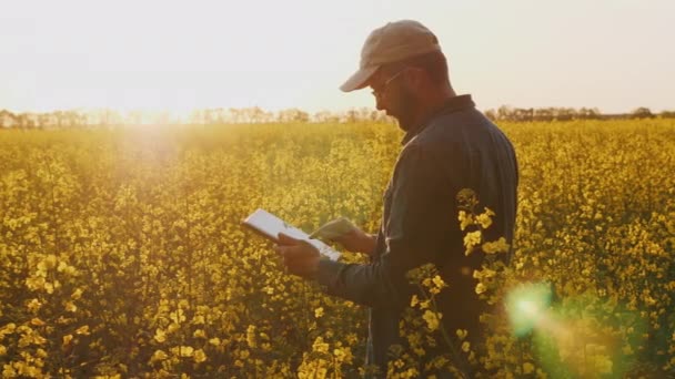 Agronomiste ou agriculteur inspectant le champ de canola — Video