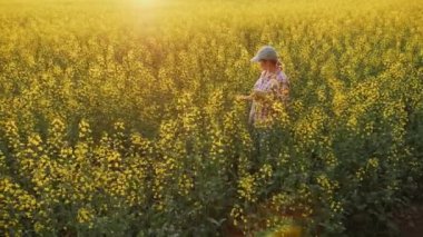 Kadın tarım uzmanı tarladaki kolza tohumlarının büyümesini ve çiçek açmasını inceliyor.