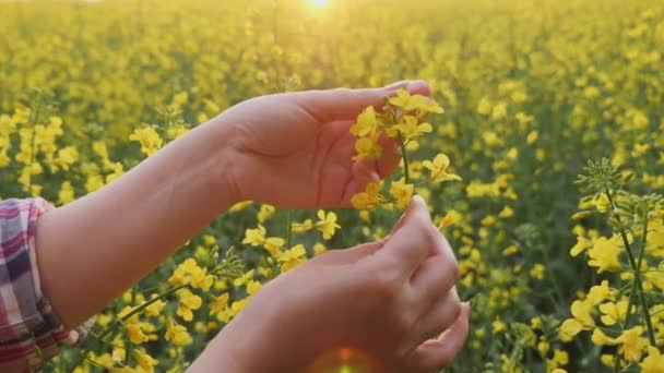 Agronomist dotyka gałązki kwitnącego rzepaku w polu, zbliżenie rąk — Wideo stockowe
