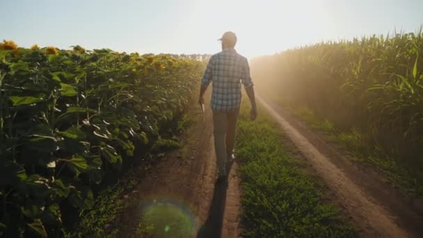 Agricultor com tablet digital caminhando entre campos agrícolas — Vídeo de Stock