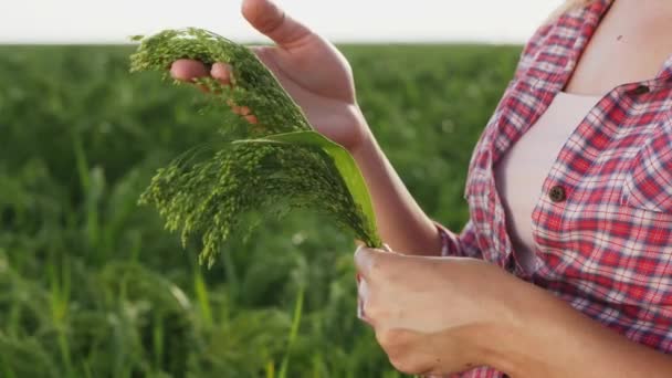 Woman examines ripening millet in the field, close up hands — Stock Video