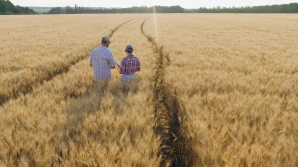 Вид с воздуха пара фермеров, работающих с цифровым планшетом на пшеничном поле — стоковое видео
