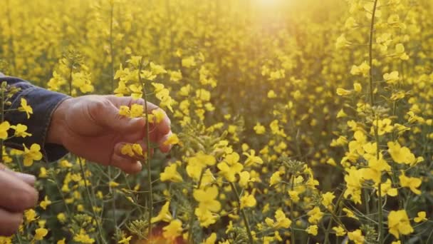 Agricultor inspecciona los tallos de la colza en flor en el campo — Vídeos de Stock