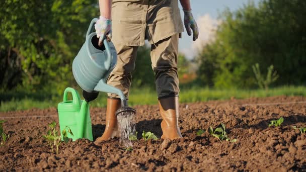 Een boer geeft de geplante zaailingen water uit een gieter — Stockvideo