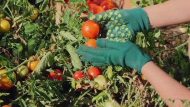 Eldivenli kadın bitkilerden domates topluyor, yakın plan.
