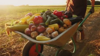 Çiftçi, sebze hasadıyla bir el arabası yuvarlıyor.