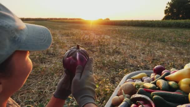 Um fazendeiro inspeciona uma berinjela em suas mãos em um campo ao pôr do sol — Vídeo de Stock