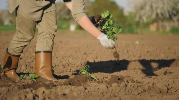 한 여자 농부가 채소 밭의 구멍에 토마토 묘목을 심고 있다 — 비디오