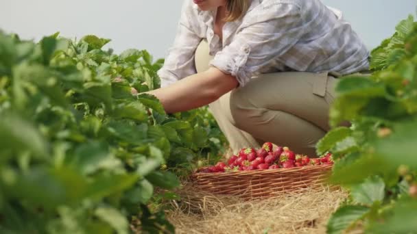 Mulher colhe morangos maduros em plantação agrícola — Vídeo de Stock