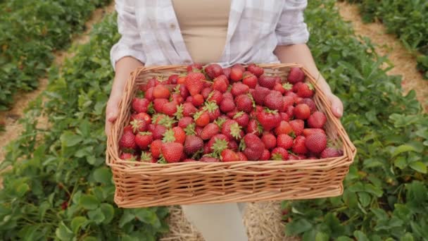 Farmer holding a wicker box full of ripe strawberries in his hands — Stock Video