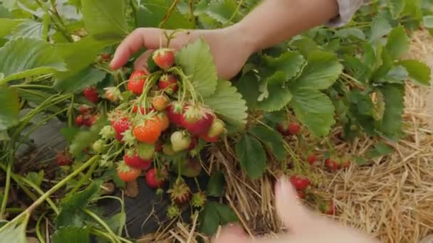 Harvesting strawberries, hands close-up — Stock Video