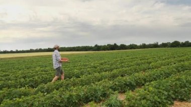 Çiftçi bir adam olgun çilek dolu bir hasır kutu taşıyor.